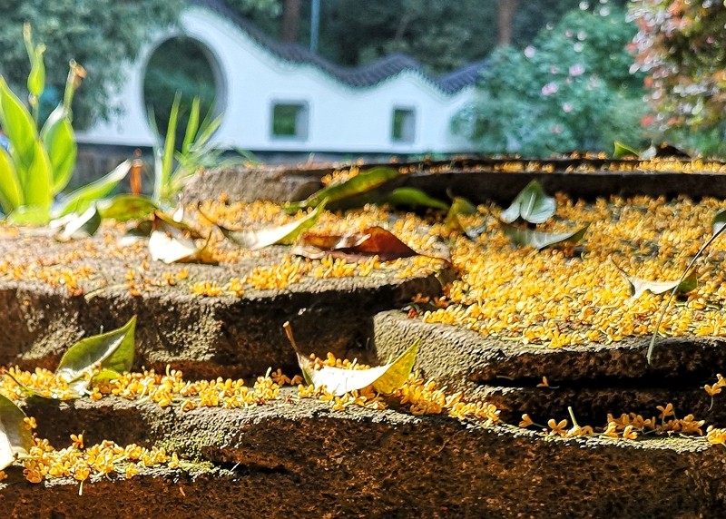 Sweet Osmanthus Rain at Manjuelong Village5 Sweet Osmanthus Rain at Manjuelong Village5